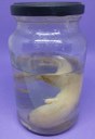 ANF019.01Axalote-Albina (Ambystoma mexicanum).jpeg