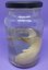 ANF019.01Axalote-Albina (Ambystoma mexicanum).jpeg