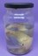 ANF019_Axalote-Albina (Ambystoma mexicanum).jpeg