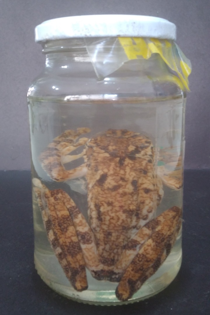 ANF005, ANF008 - Scinax fuscovarius - Perereca-de-banheiro.jpg