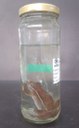Rã-leiteira (Trachycephalus mesophaeus) 3.jpg