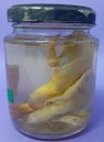 ANF014.01_Sapo-de-garras-ocidentais (Xenopus tropicalis).jpeg