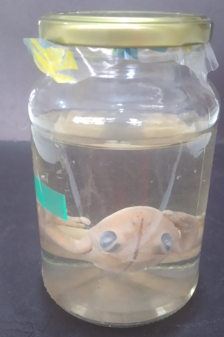 ANF002.1 - Boana faber - Sapo-ferreiro, sapo-martelo.jpg