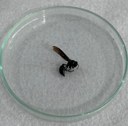 Marimbondo-tatu (Synoeca cyanea)