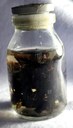 Marimbondo-tatu (Synoeca cyanea)
