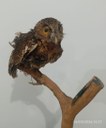 Coruja-buraqueira (Athene cunicularia) 1.jpeg