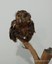 Coruja-buraqueira (Athene cunicularia) 2.jpeg