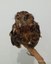 Coruja-buraqueira (Athene cunicularia).jpeg