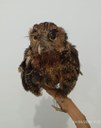 Coruja-buraqueira (Athene cunicularia).jpeg