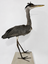 Garça-moura (Ardea cocoi)