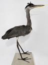 Garça-moura (Ardea cocoi)
