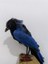 Gralha-azul_Cyanocorax caeruleus.jpg
