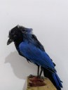 Gralha-azul_Cyanocorax caeruleus.jpg
