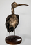 Guará (Eudocimus ruber)_AVE074.png