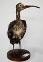 Guará (Eudocimus ruber)_AVE074.png