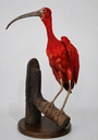 Guará (Eudocimus ruber) - AVE075.png