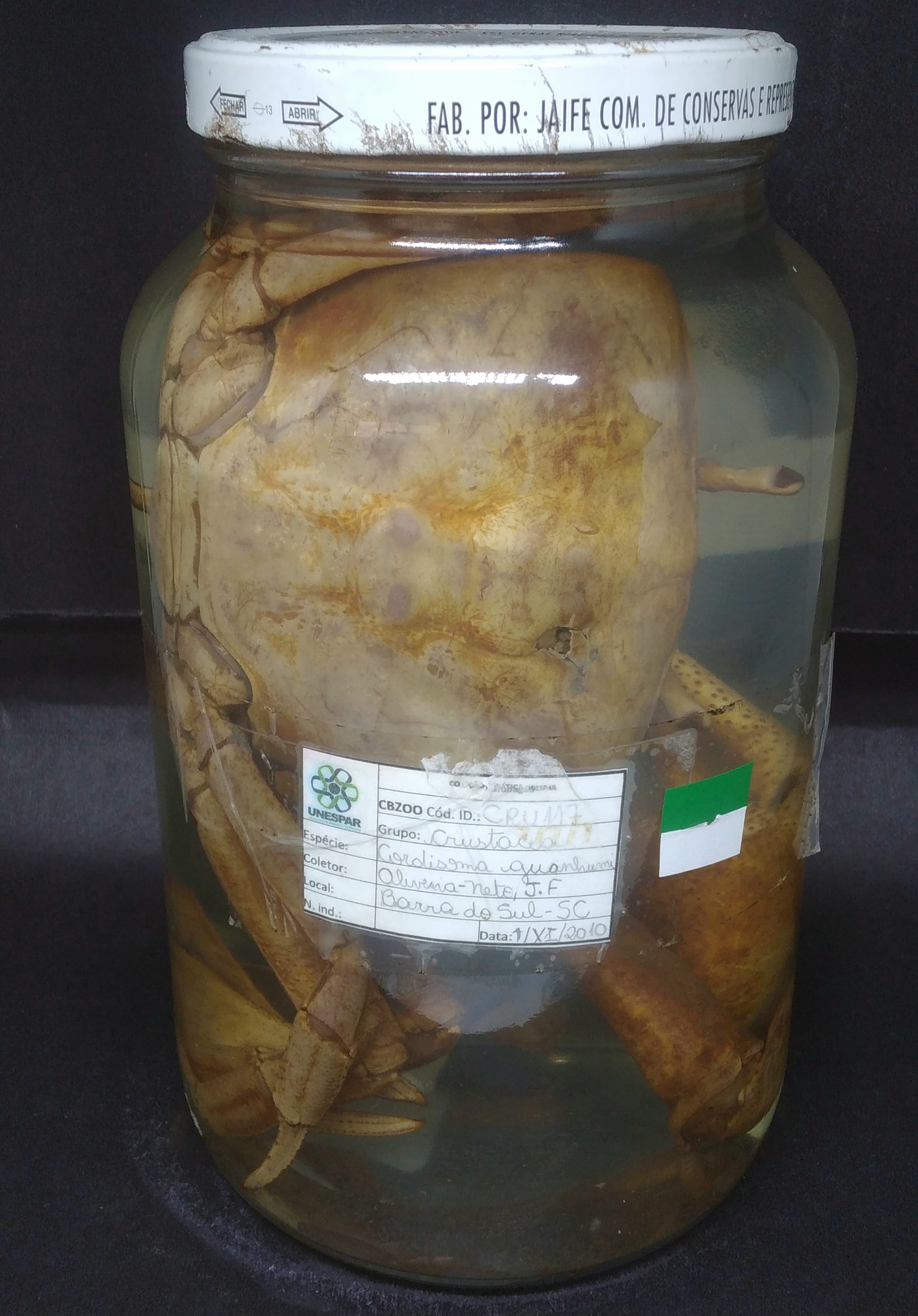 CRU117 - Cardisoma guaiamu - Guaiamu