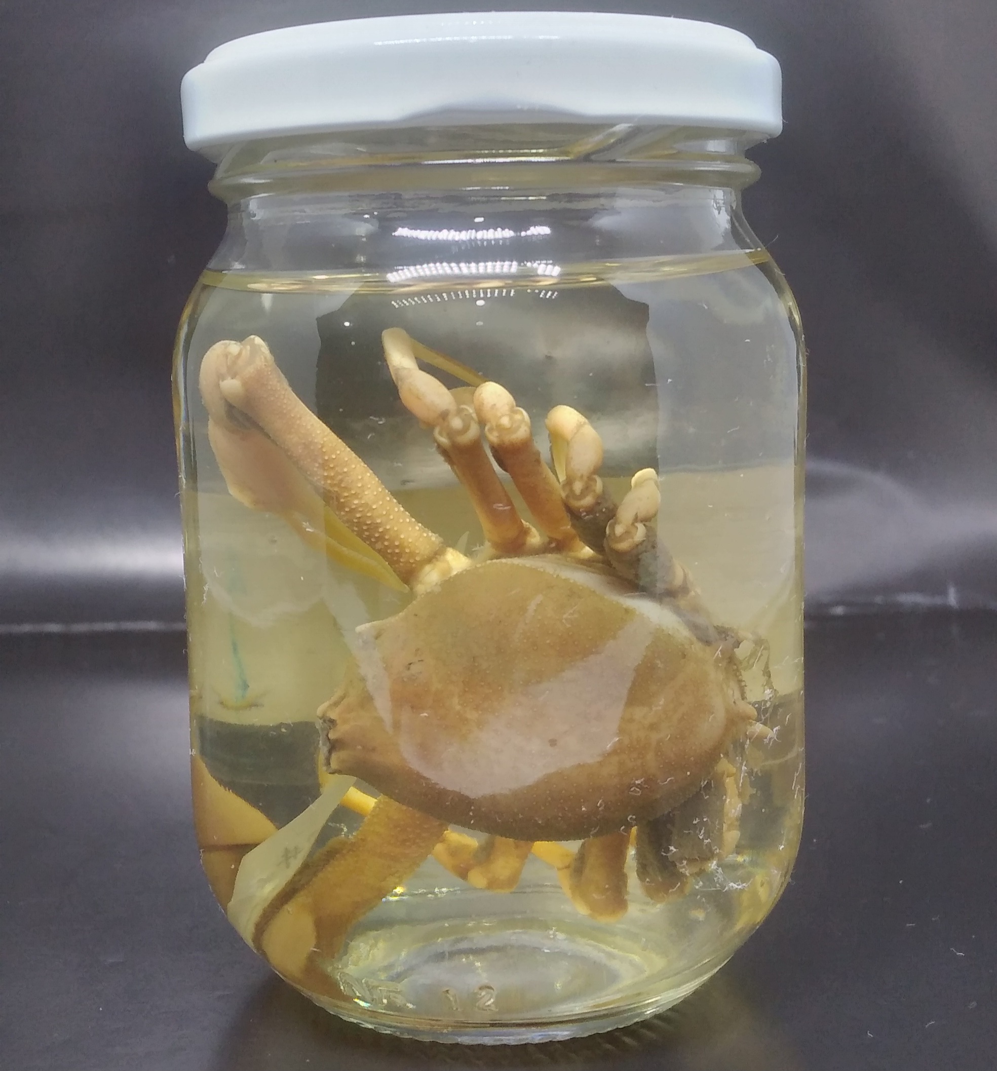 CRU300 - Persephona punctata - Siri-aranha