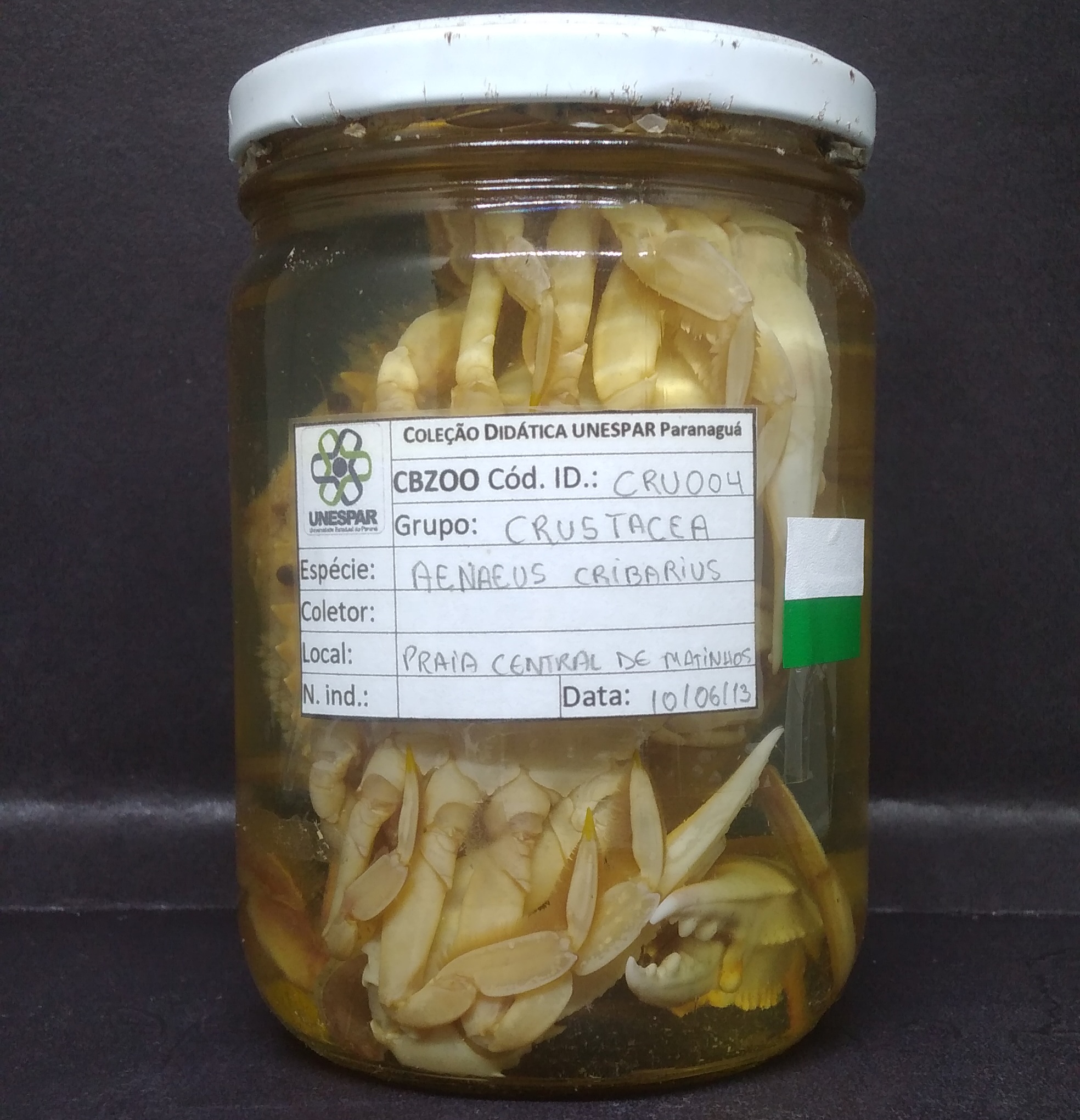 CRU004 - Aenaeus cribarius - Siri-pintado