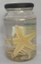 ECH066.1_Estrela-do-mar (Astropecten marginatus).jpeg
