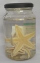 ECH066.1_Estrela-do-mar (Astropecten marginatus).jpeg