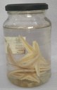 ECH066_Estrela-do-mar (Astropecten marginatus).jpeg