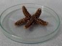 Estrela-do-mar (Echinaster echinophorus)