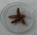 Estrela-do-mar (Echinaster echinophorus)