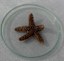 Estrela-do-mar (Echinaster echinophorus)
