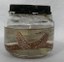Estrela-do-mar (Echinaster echinophorus)
