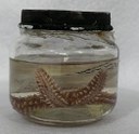 Estrela-do-mar (Echinaster echinophorus)