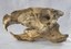 Capivara (Hydrochoerus hydrochaeris)_MAM099.jpeg