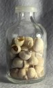 Caramujo (Littoraria flava)