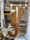 Cavalo-marinho (Hippocampus reidi)