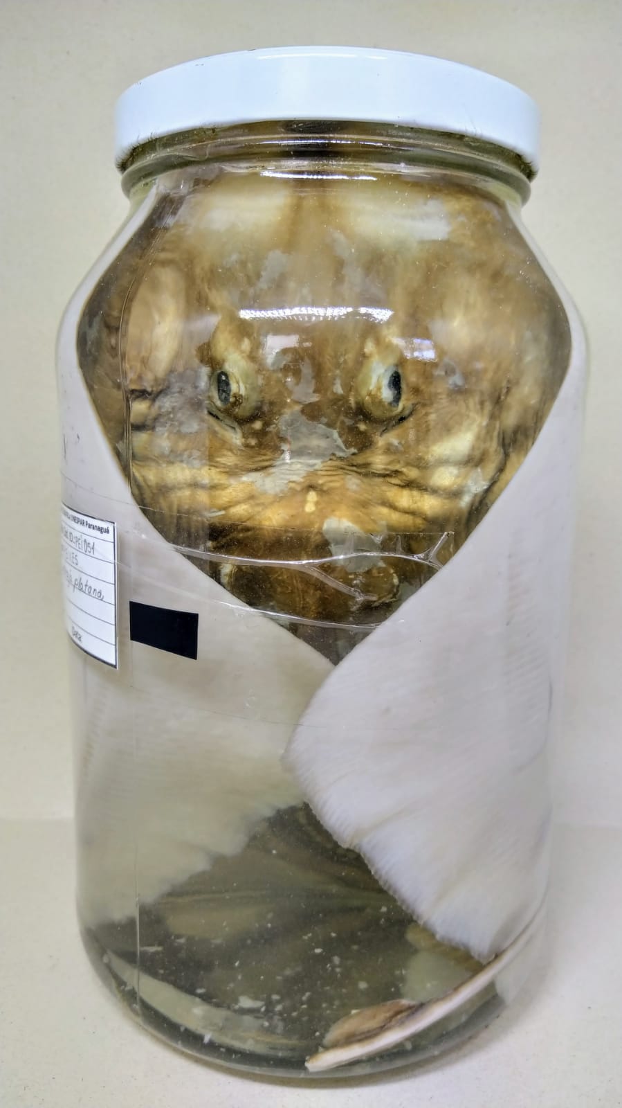 PEI051 - Atlantojara platana - Raia-parda