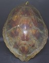 Chelonia mydas - Tartaruga-verde.
