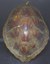 Chelonia mydas - Tartaruga-verde.